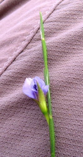 Image of Psoralea restioides by (c) linkie, some rights reserved (CC BY)