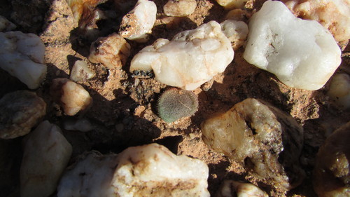 Tylecodon nolteei