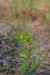 Rorippa cantoniensis