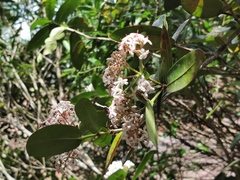 Ixora borboniae