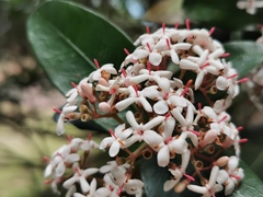 Ixora borboniae