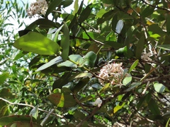 Ixora borboniae