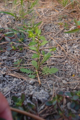 Rorippa cantoniensis