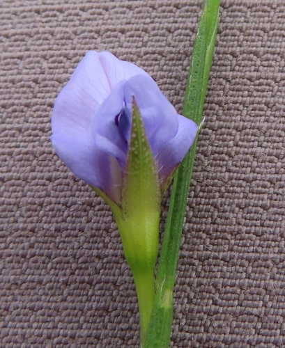 Image of Psoralea restioides by (c) linkie, some rights reserved (CC BY)