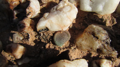 Tylecodon nolteei