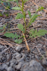 Rorippa cantoniensis