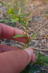 Rorippa cantoniensis