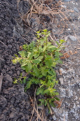 Rorippa cantoniensis