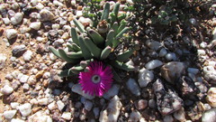 Argyroderma fissum