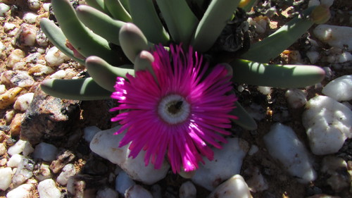 Argyroderma fissum