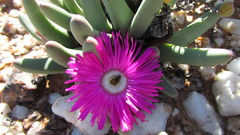 Argyroderma fissum
