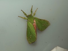 Aenetus eximia