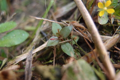 Lindernia procumbens