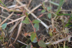 Lindernia procumbens