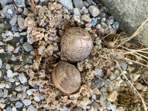 Eobania vermiculata