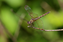 Erythrodiplax umbrata