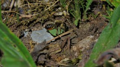 Megachile willughbiella