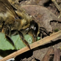 Megachile willughbiella