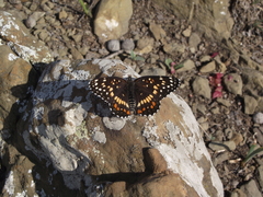 Chlosyne endeis pardelina