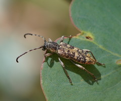 Pempsamacra dispersa