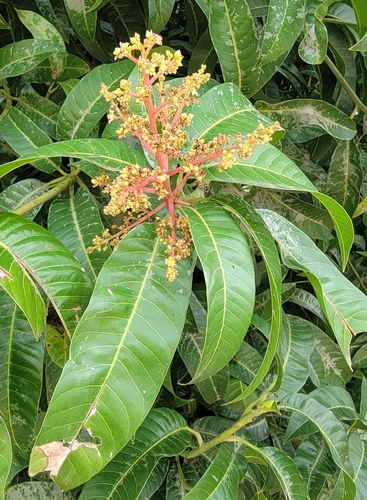 Indian mango