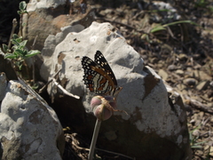 Chlosyne endeis pardelina
