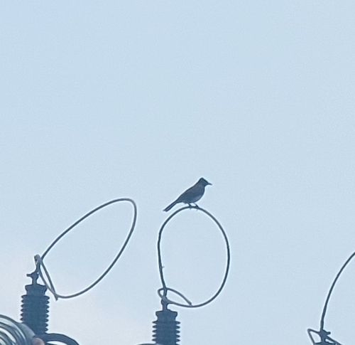 Common Bulbul