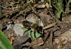 Megachile willughbiella