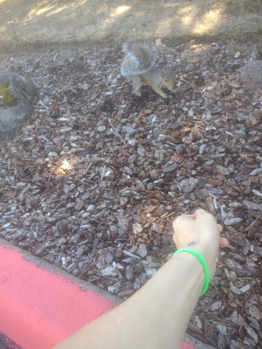 Eastern Gray Squirrel