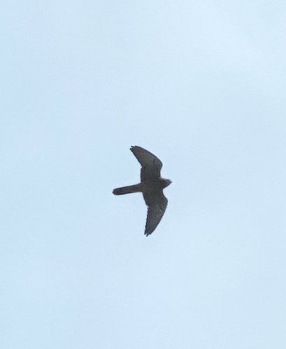 Eurasian Kestrel