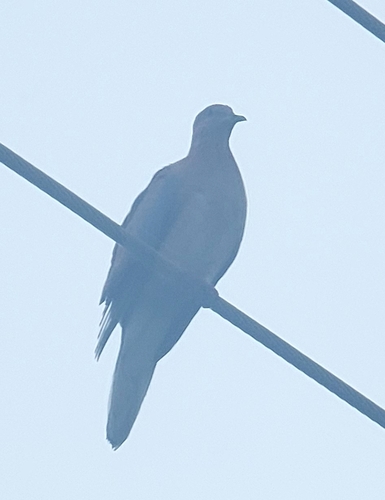 Laughing Dove
