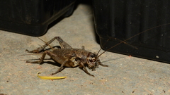 Cophogryllus
