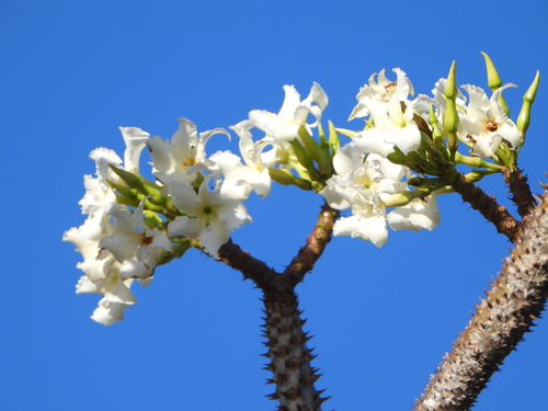 Pachypodium rutenbergianum Vatke