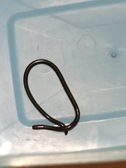 Liotyphlops ternetzii