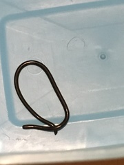 Liotyphlops ternetzii