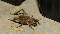 Cophogryllus
