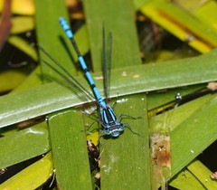 Austrocoenagrion lyelli