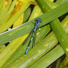 Austrocoenagrion lyelli