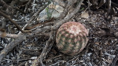 Echinocereus pectinatus pectinatus
