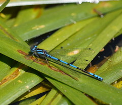 Austrocoenagrion lyelli