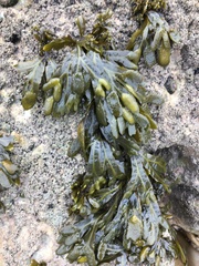 Fucus guiryi