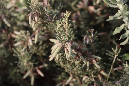 Wedgeleaf Indigo (Indigofera brachystachya)