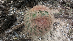 Echinocereus pectinatus pectinatus