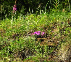 Dianthus repens