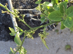 Cryptocarpus pyriformis