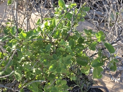 Cryptocarpus pyriformis