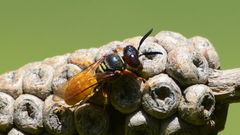 Philanthus triangulum diadema