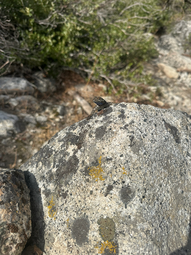 iNaturalist observation photo of Spiny Lizards