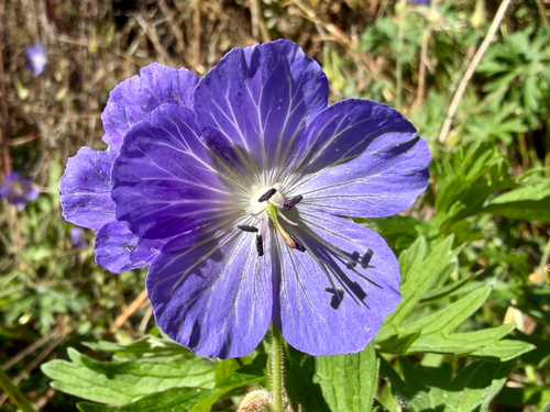 Geranium pratense