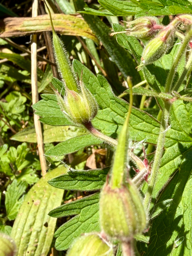 Geranium pratense